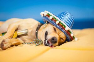Dog in Mexico taking Siesta