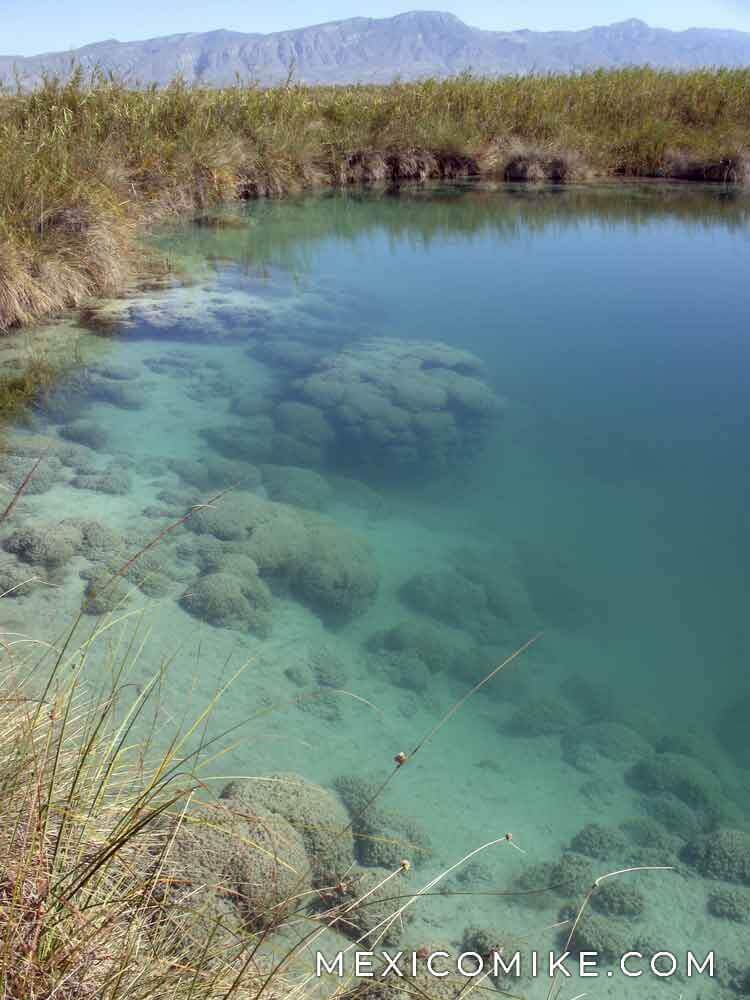Freshwater Stromatolite Reef in Cuatro Cienegas Coahuila Mexico
