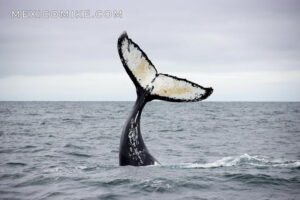 WHALE WATCHING IN BAJA