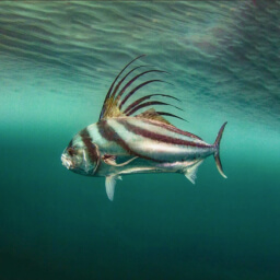 ROOSTER FISH