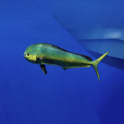 DORADO (MAHI-MAHI, DOLPHIN FISH)