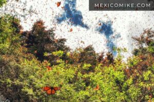 MONARCH BUTTERFLY MIGRATION