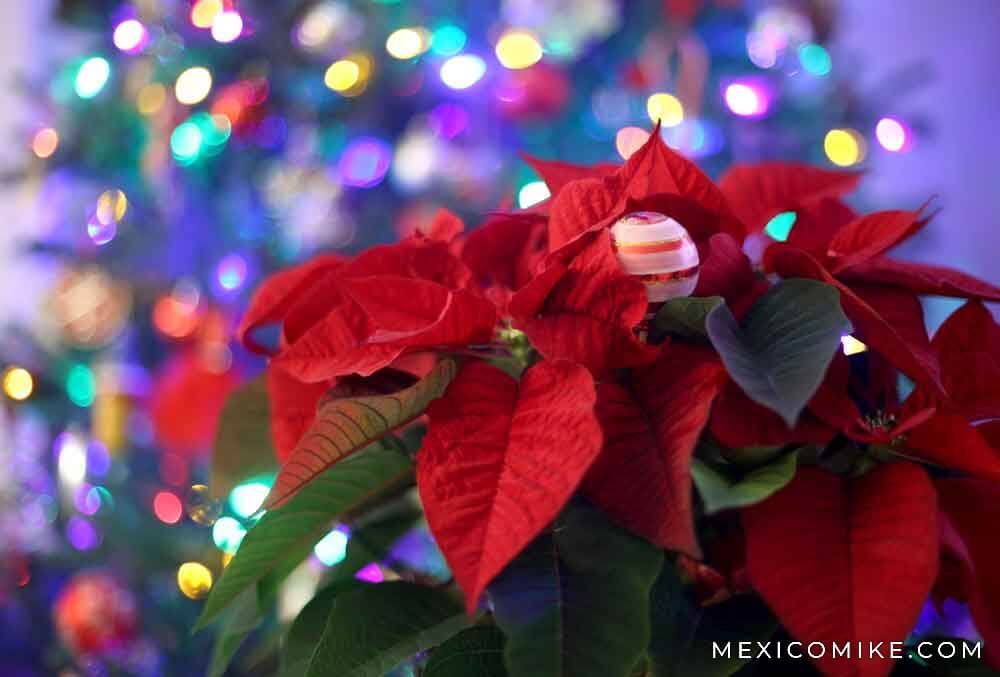 The Poinsettia is native to Mexico.
