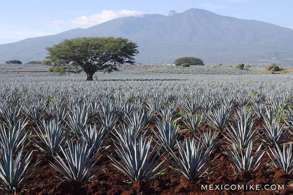 Blue Agave fields in Tequila Jalisco