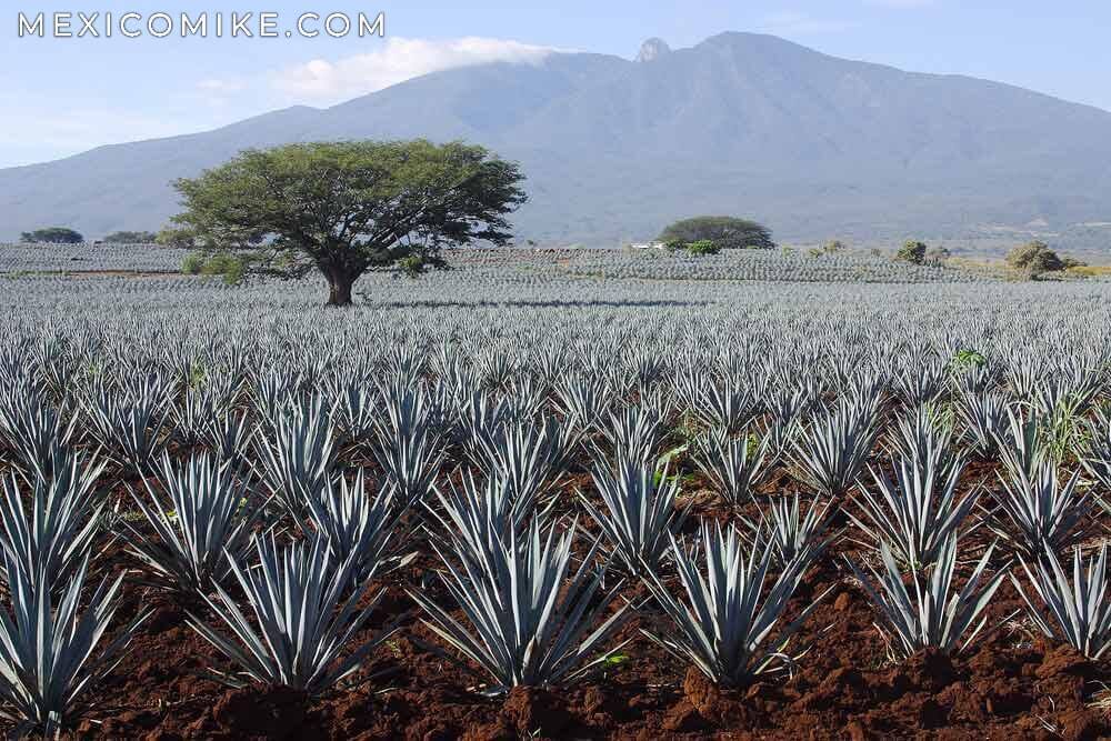 Tequila production in Tequila, Jalisco